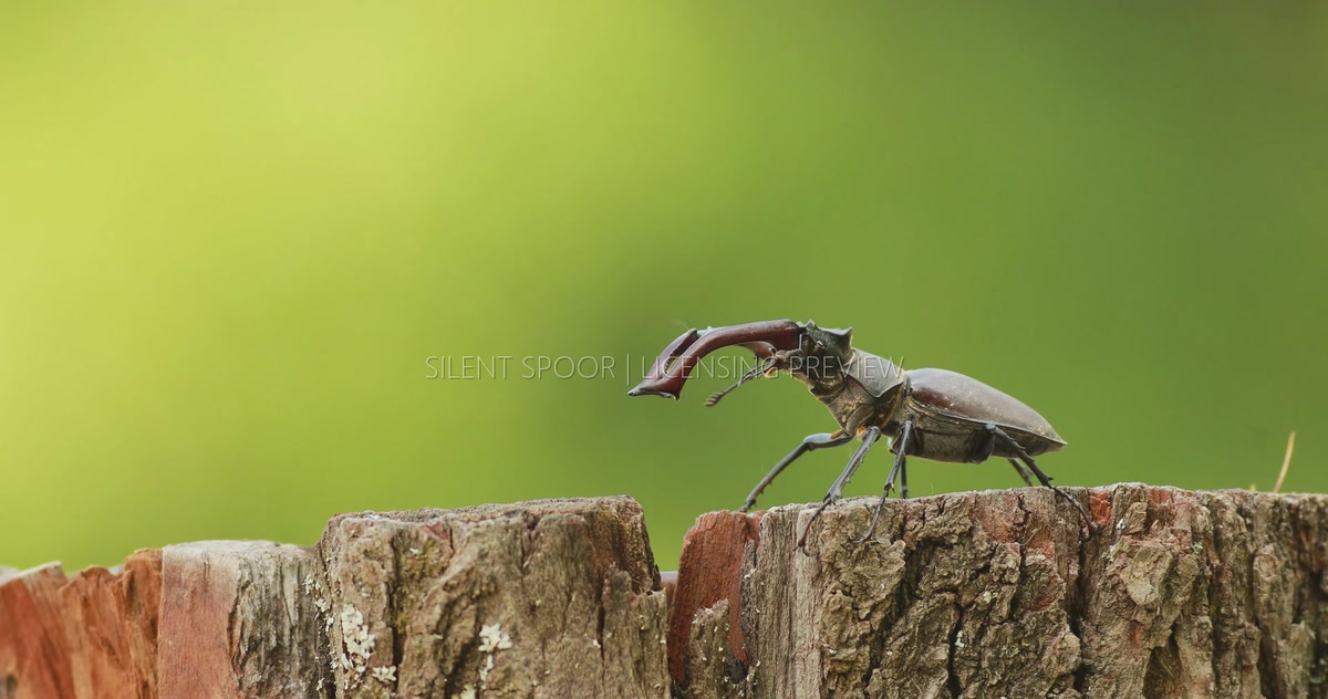 Stag Beetle wildlife footage