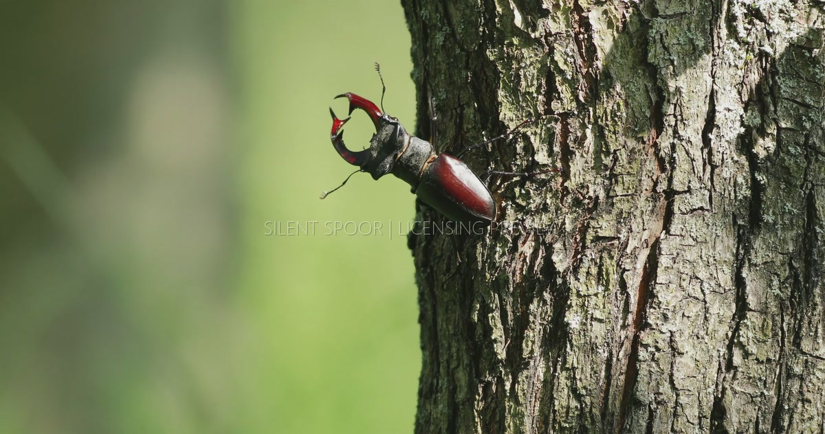 Male Stag Beetle Crawling Across Sunlit Tree Trunk