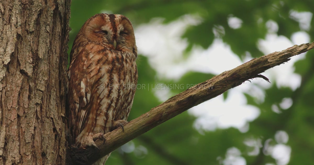 Tawny Owl Resting on Branch Near Fledged Chick