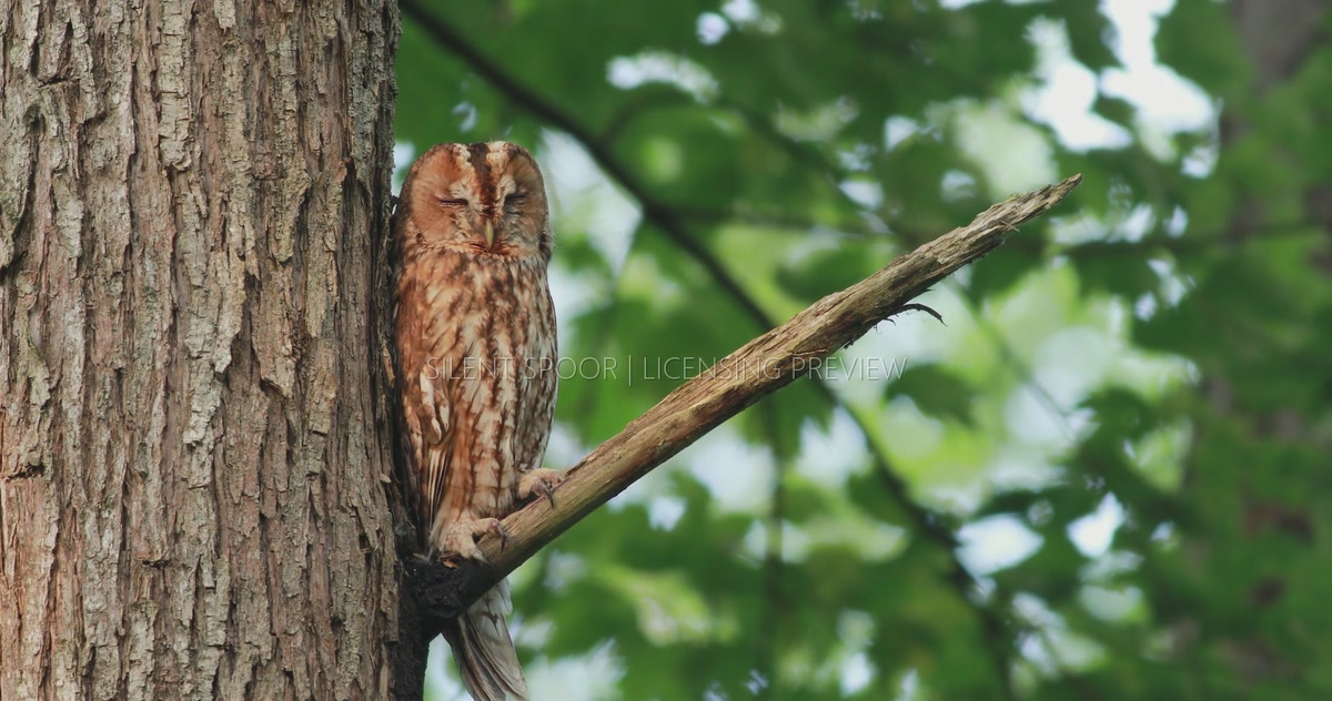 Tawny Owl Roosting on Branch in Evening Light