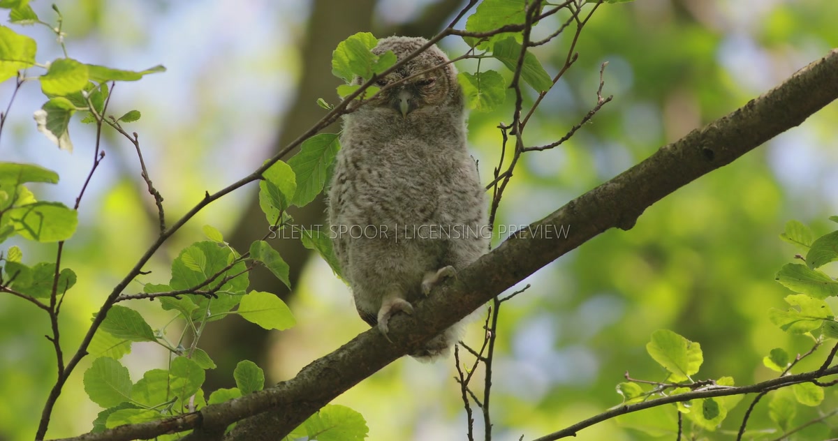 Tawny Owl Fledgling Resting on Branch in Gentle Breeze