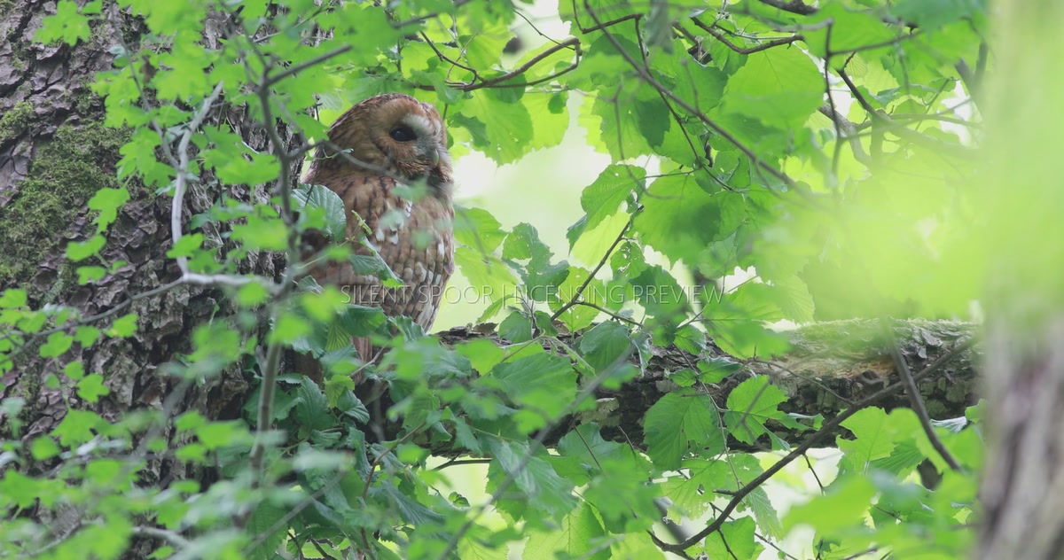 Alert Tawny Owl Watching Surroundings After Chick Fledged
