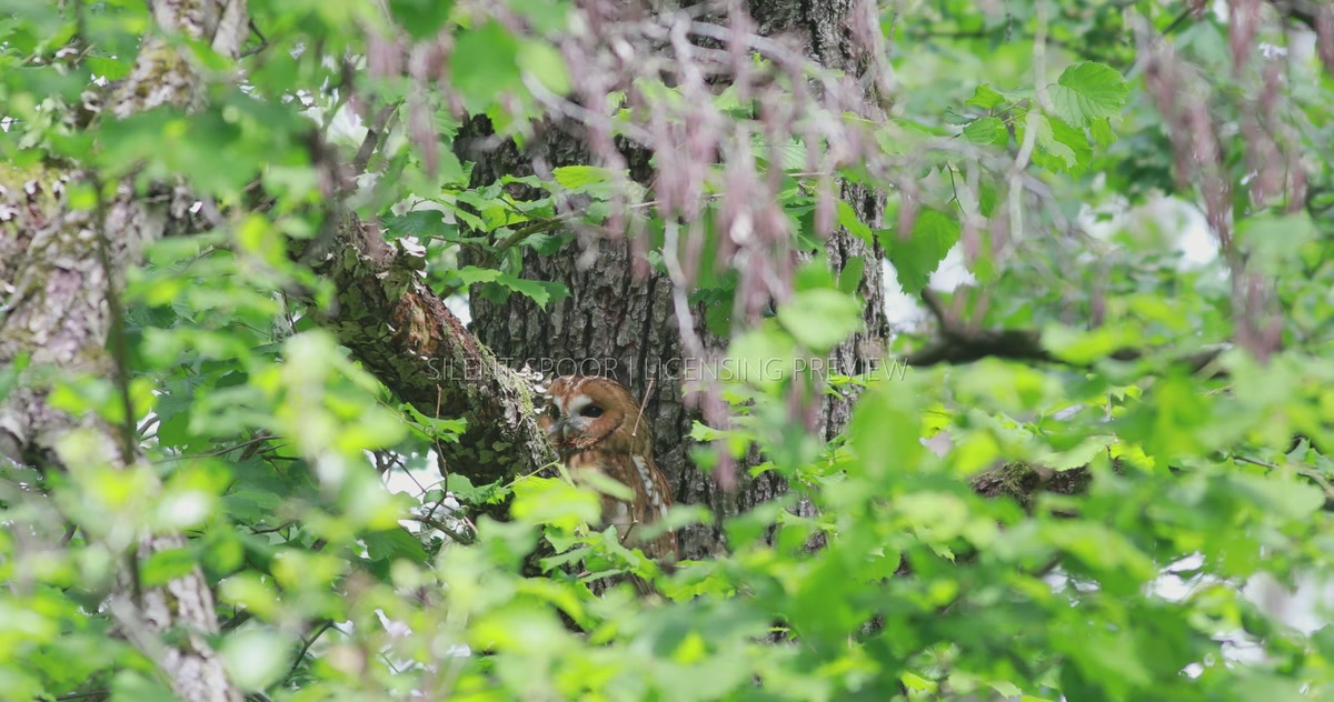 Tawny Owl Keeping Watch Hidden Among Woodland Foliage