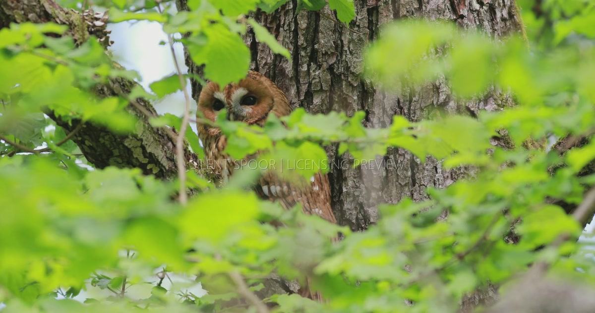 Close-Up of Tawny Owl Concealed Among Moving Foliage