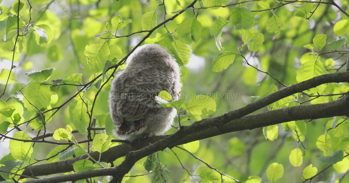 Close-Up of Tawny Owl Fledgling Resting on Branch