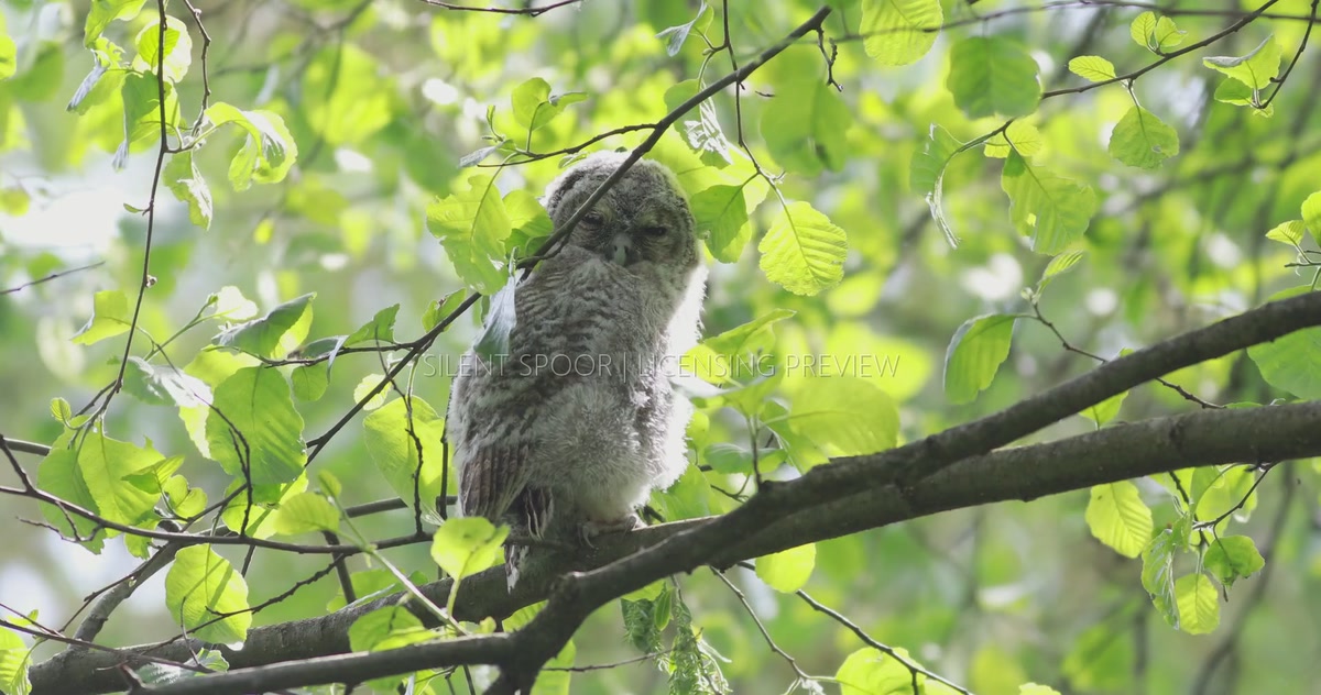 Tawny Owl Fledgling Perched on Branch in Strong Wind