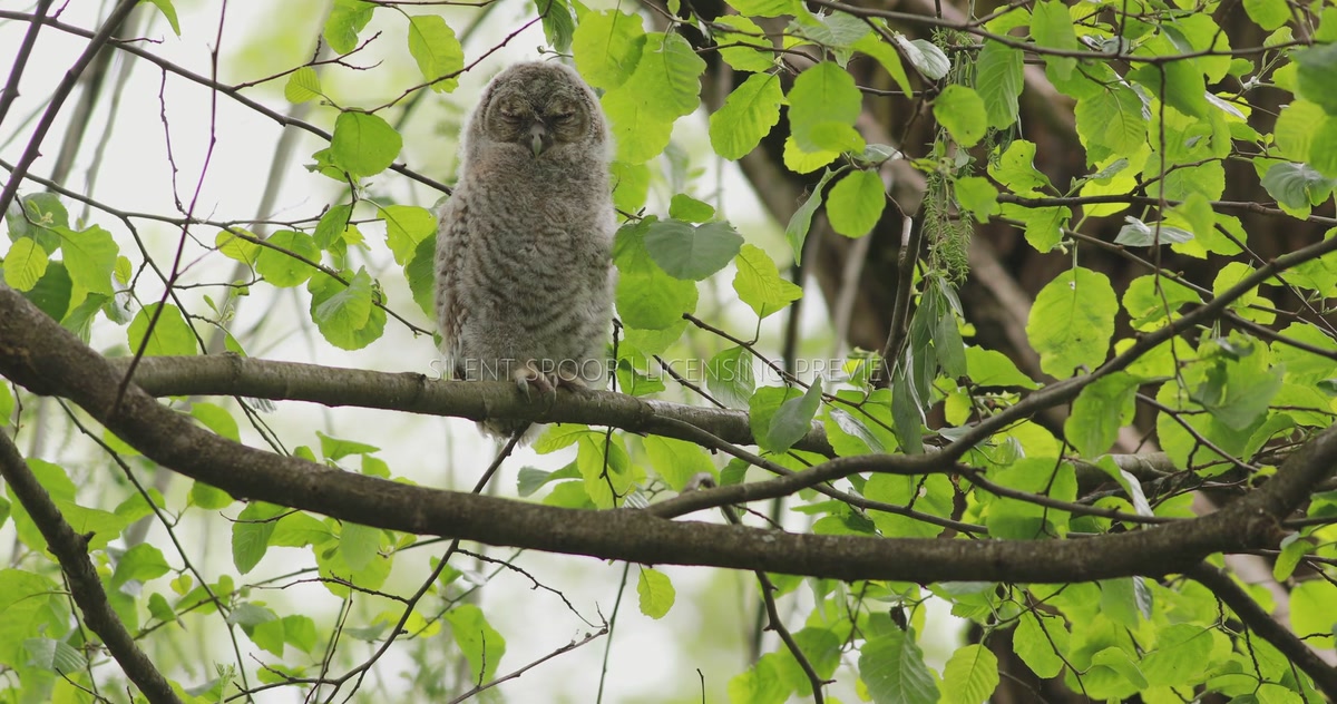 Tawny Owl Fledgling Dozing Quietly on Woodland Branch