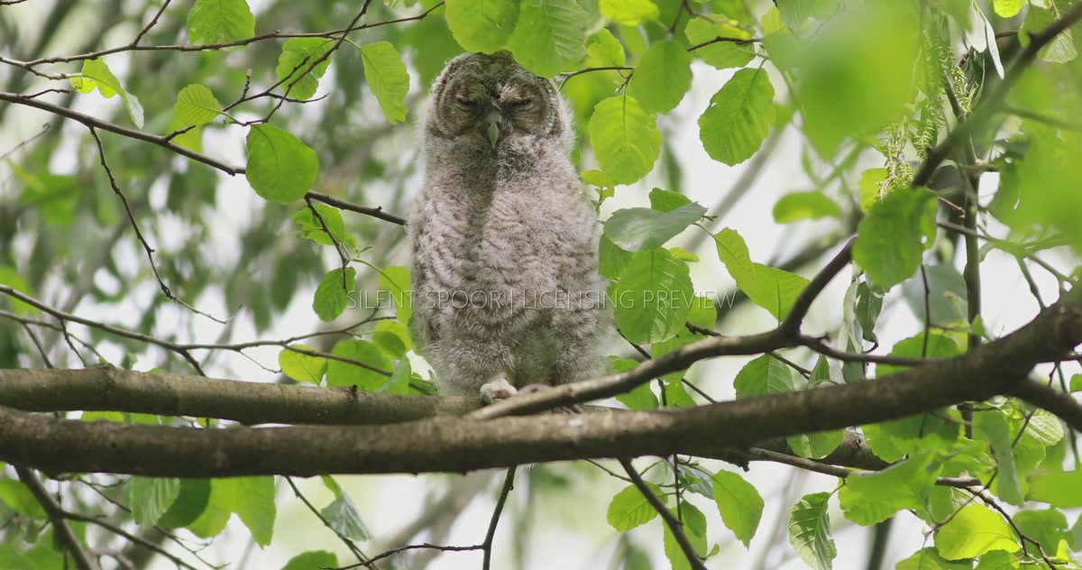 Tawny Owl Fledgling Dozing on Branch - Close-Up Front View