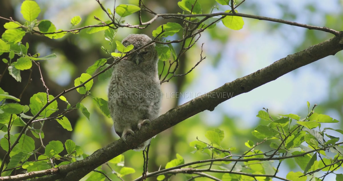 Tawny Owl Fledgling Resting on Branch in Soft Daylight