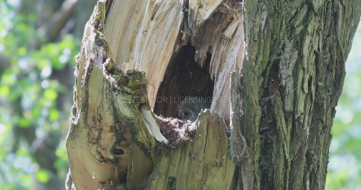 Tawny Owl Chick Watching from Natural Willow Nest Cavity