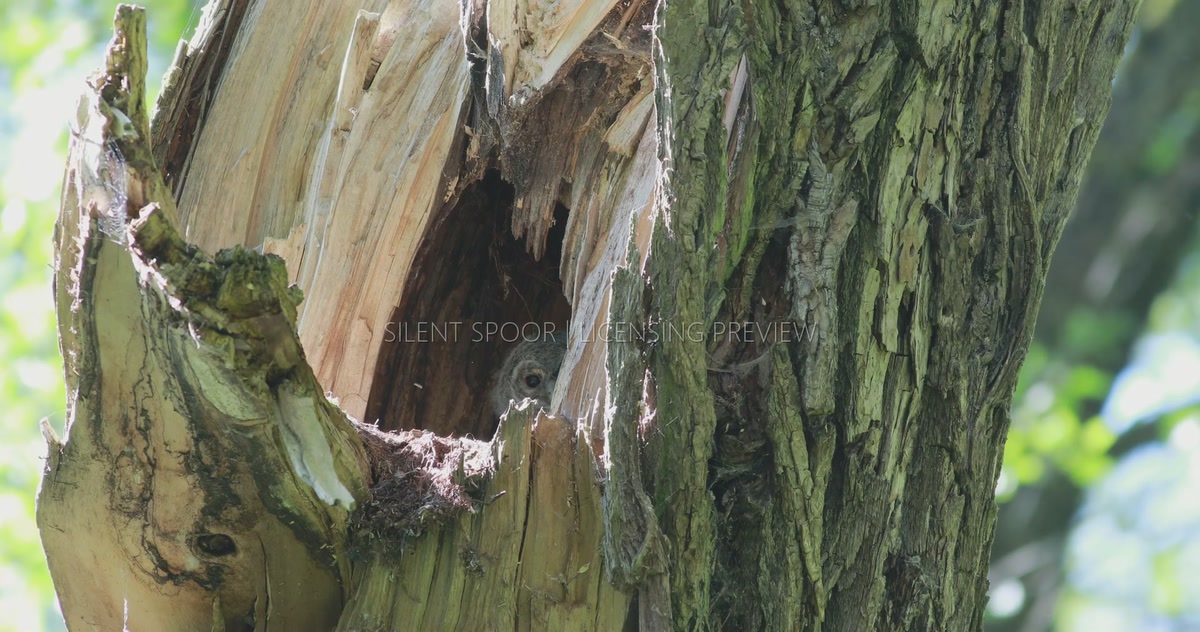 Tawny Owl Chick Peeking from Inside Natural Nest Cavity