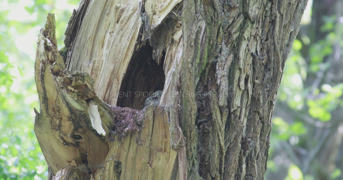 Tawny Owl Chick Looking Up from Natural Willow Nest Cavity