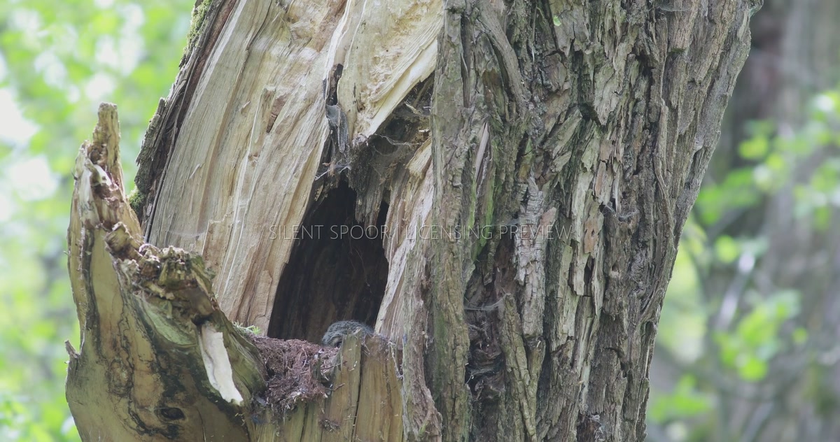 Tawny Owl Chick Flapping Wings Inside Natural Nest Cavity