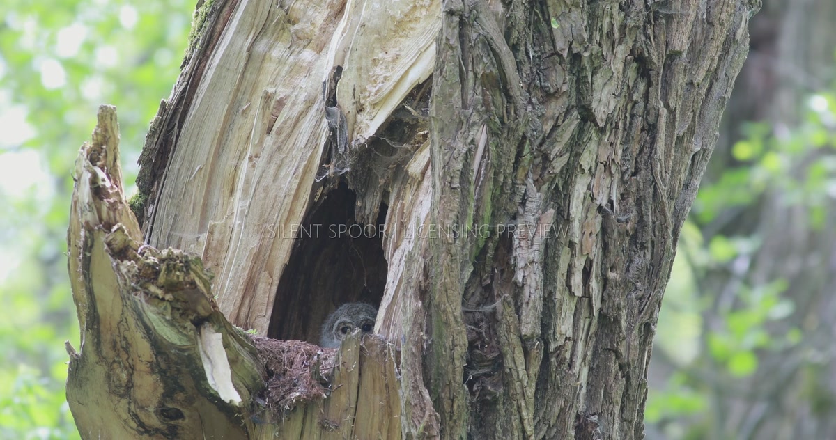 Tawny Owl Chick Peeking and Preening Inside Natural Nest Cavity
