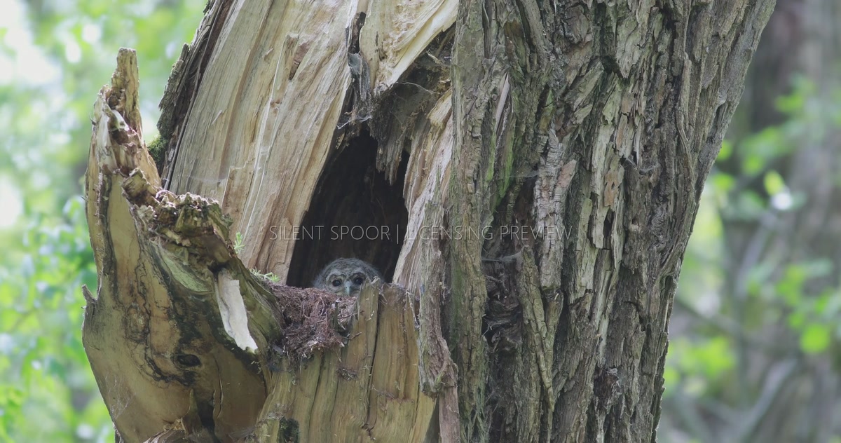 Tawny Owl Chick Preening Inside Natural Willow Nest Cavity