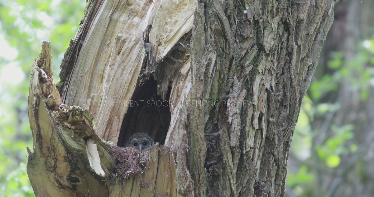 Tawny Owl Chick Gazing from Deep Inside Willow Nest Cavit