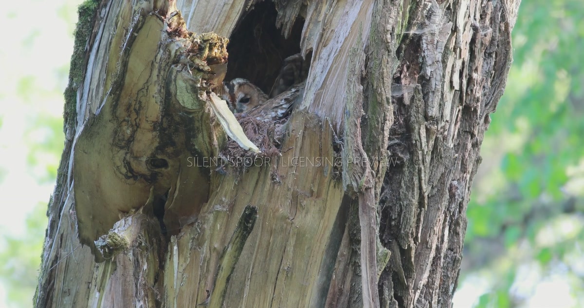 Adult Tawny Owl Sitting in Natural Nest Cavity Entrance