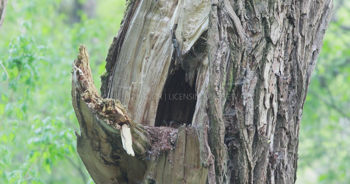 Adult Tawny Owl Resting Low Inside Natural Willow Nest Cavity