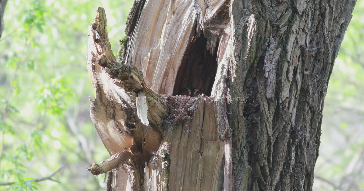 Adult Tawny Owl Resting Inside Sunlit Willow Nest Cavity