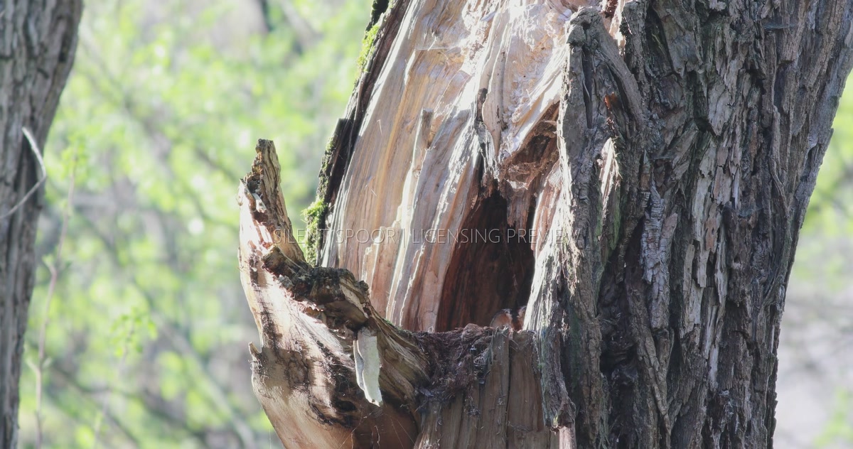 Adult Tawny Owl Resting Deep Inside Willow Nest Cavity