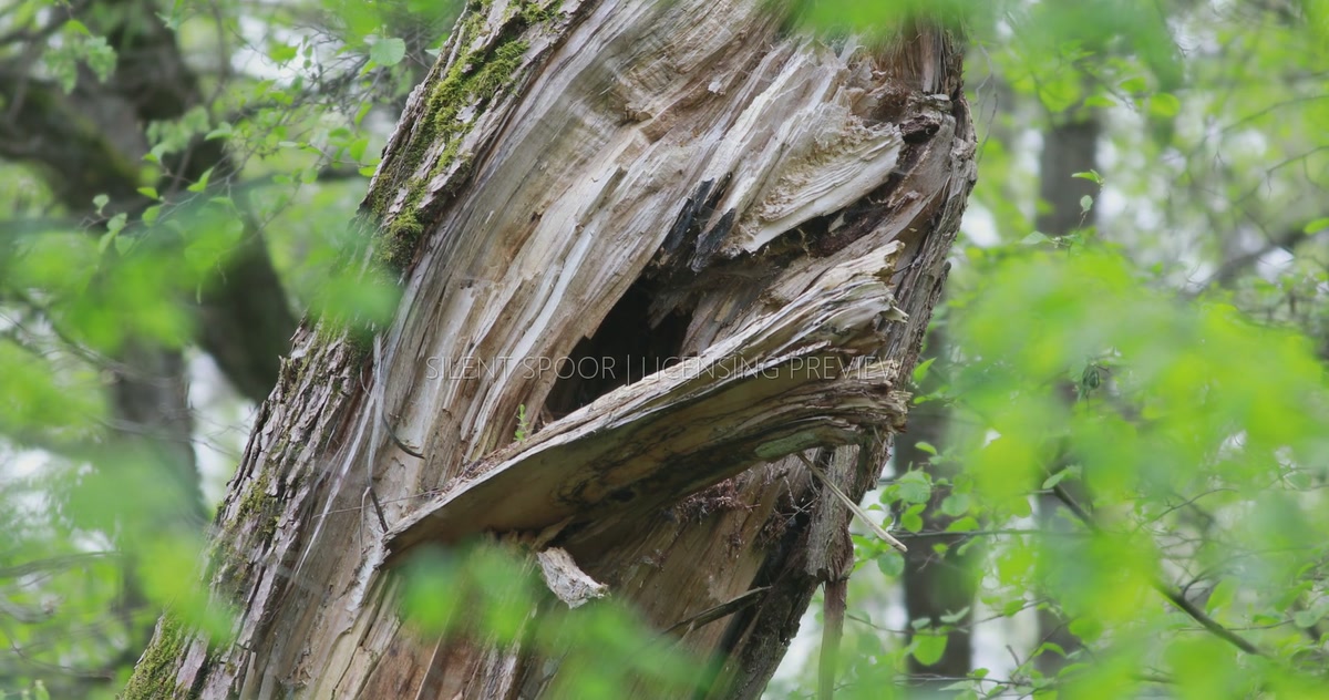 Natural Tawny Owl Nest Cavity in Old Willow Tree from Opposite Side