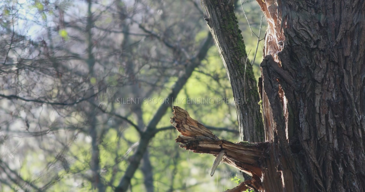 Side View of Natural Tawny Owl Nest Site in Old Willow Tree