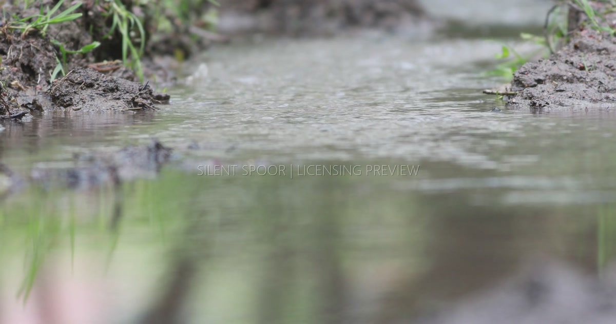 Woodland Stream Beside Active Tawny Owl Nest Site