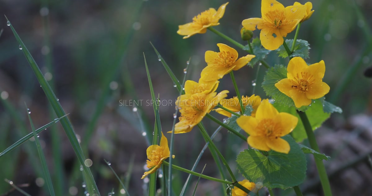 Marsh Marigold with Morning Dew at Tawny Owl Nest Habitat