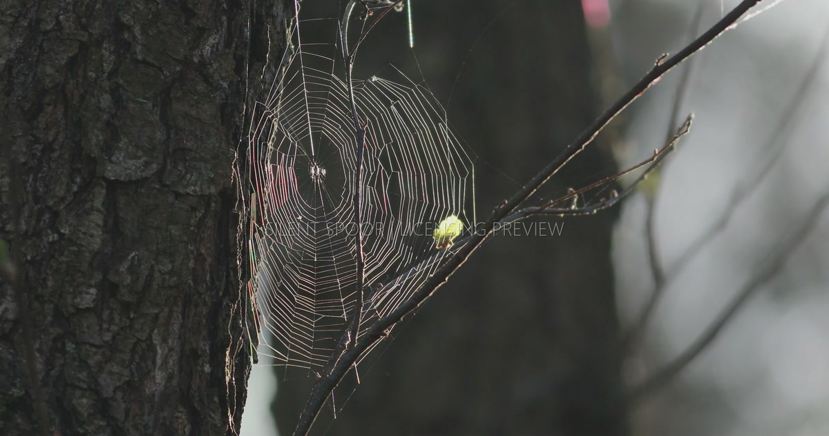 Sunlit Spider Web Beside Tawny Owl Nest Cavity
