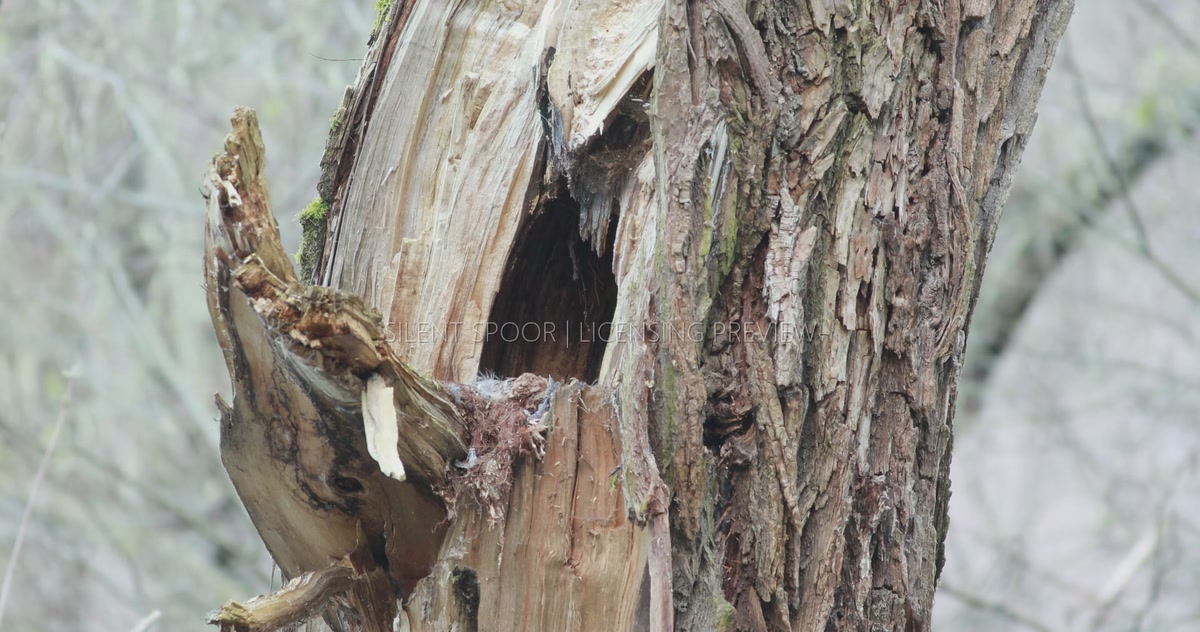 Empty Natural Tawny Owl Nest Cavity in Old Willow Tree