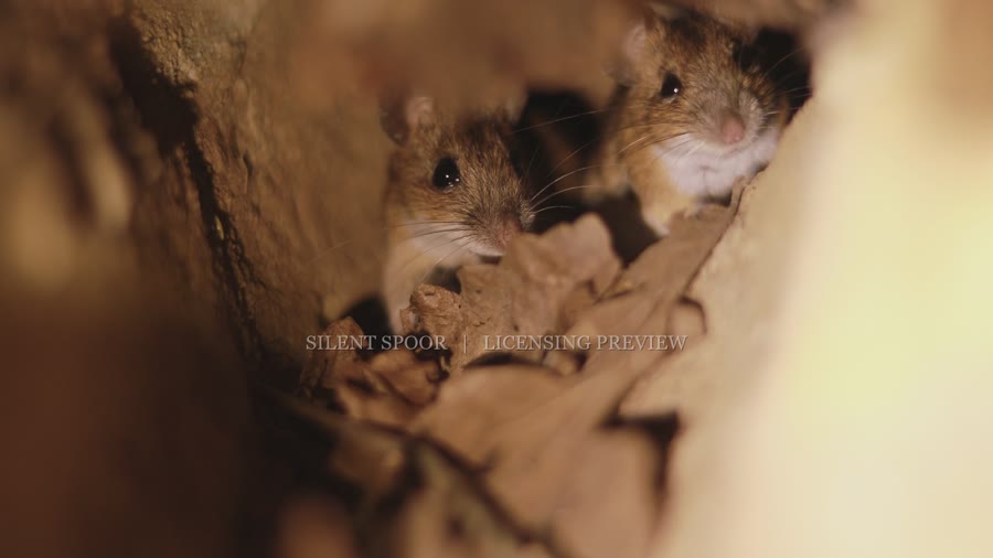 Wood mice and Aesculapian snake underground encounter behaviour collection