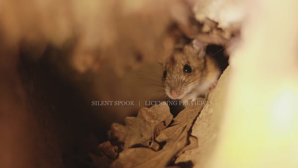 Wood mouse inside an underground tunnel in Slovakia
