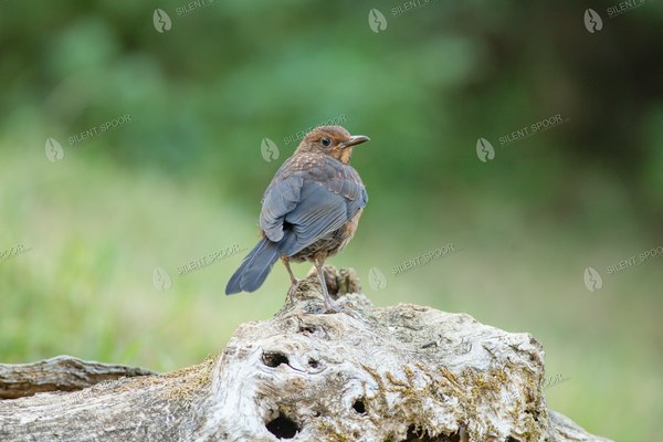 Juvenile Common Blackbird Perched on Old Wood
