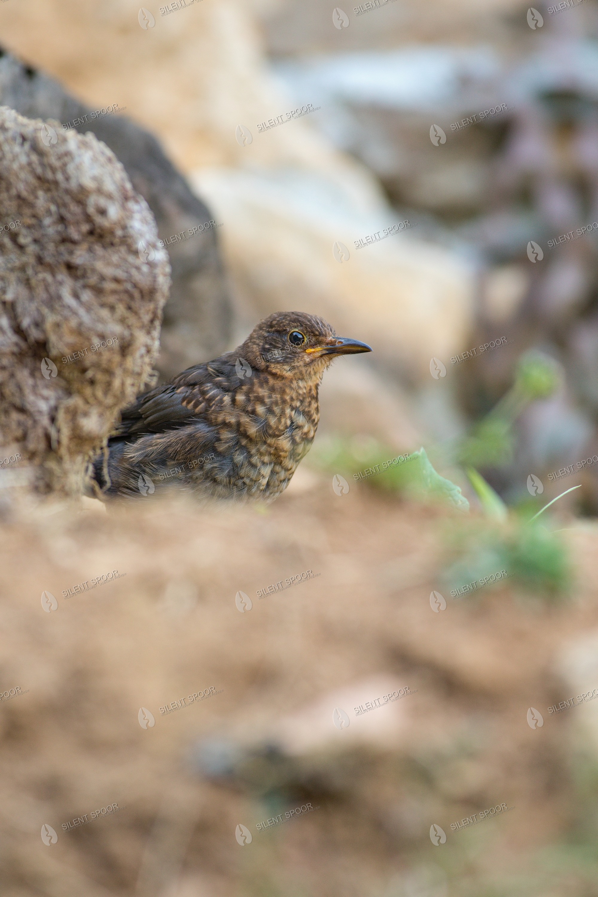Common Blackbird Turdus merula wildlife photograph in Slovakia