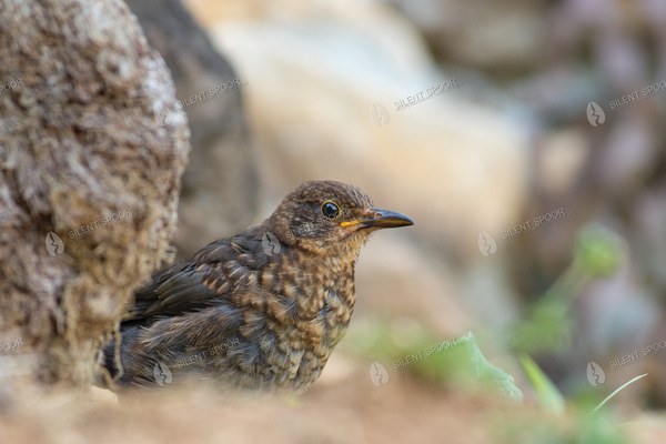 Juvenile Common Blackbird Resting Beside Old Wood