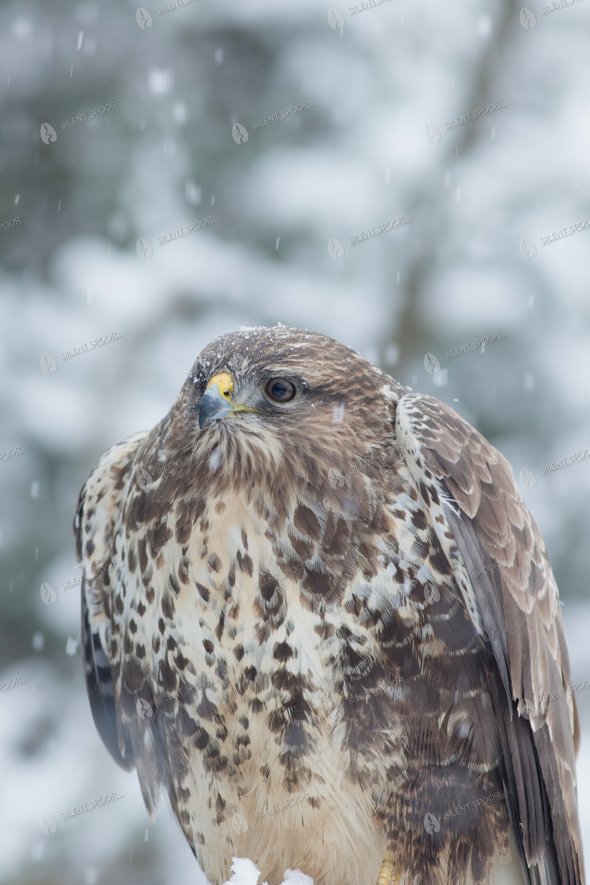 Common Buzzard Buteo buteo wildlife photograph in Slovakia