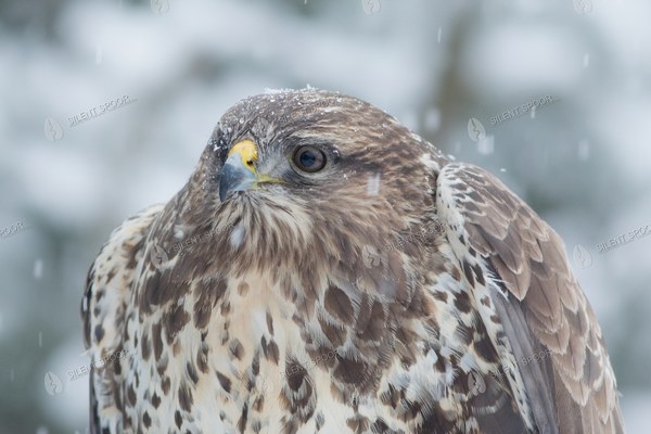 Common Buzzard in Falling Snow - Winter Wildlife Portrait