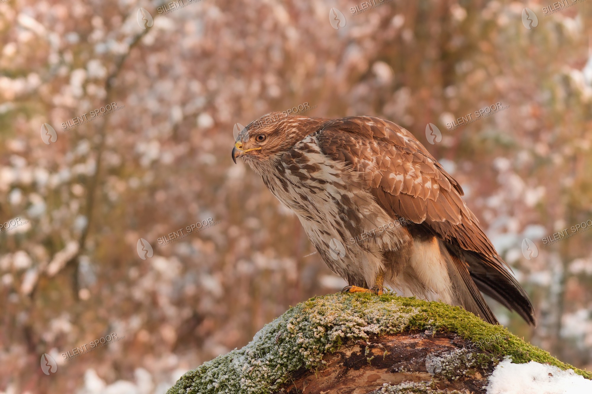 Common Buzzard Buteo buteo wildlife photograph in Slovakia
