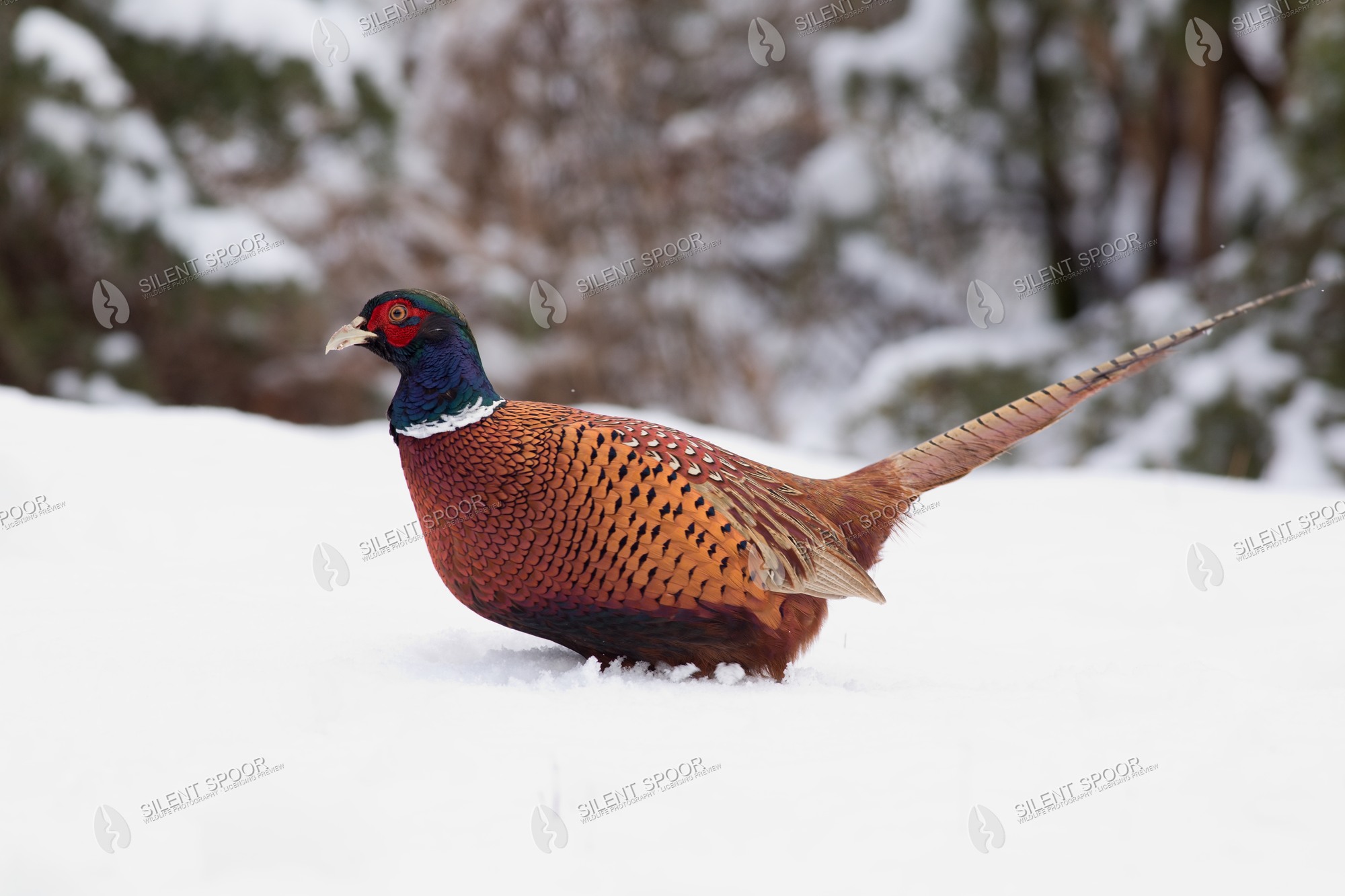 Common Pheasant Phasianus colchicus wildlife photograph in Slovakia