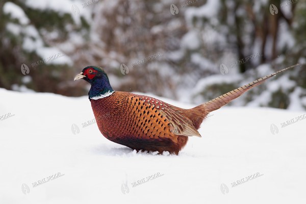 Common Pheasant wildlife photography
