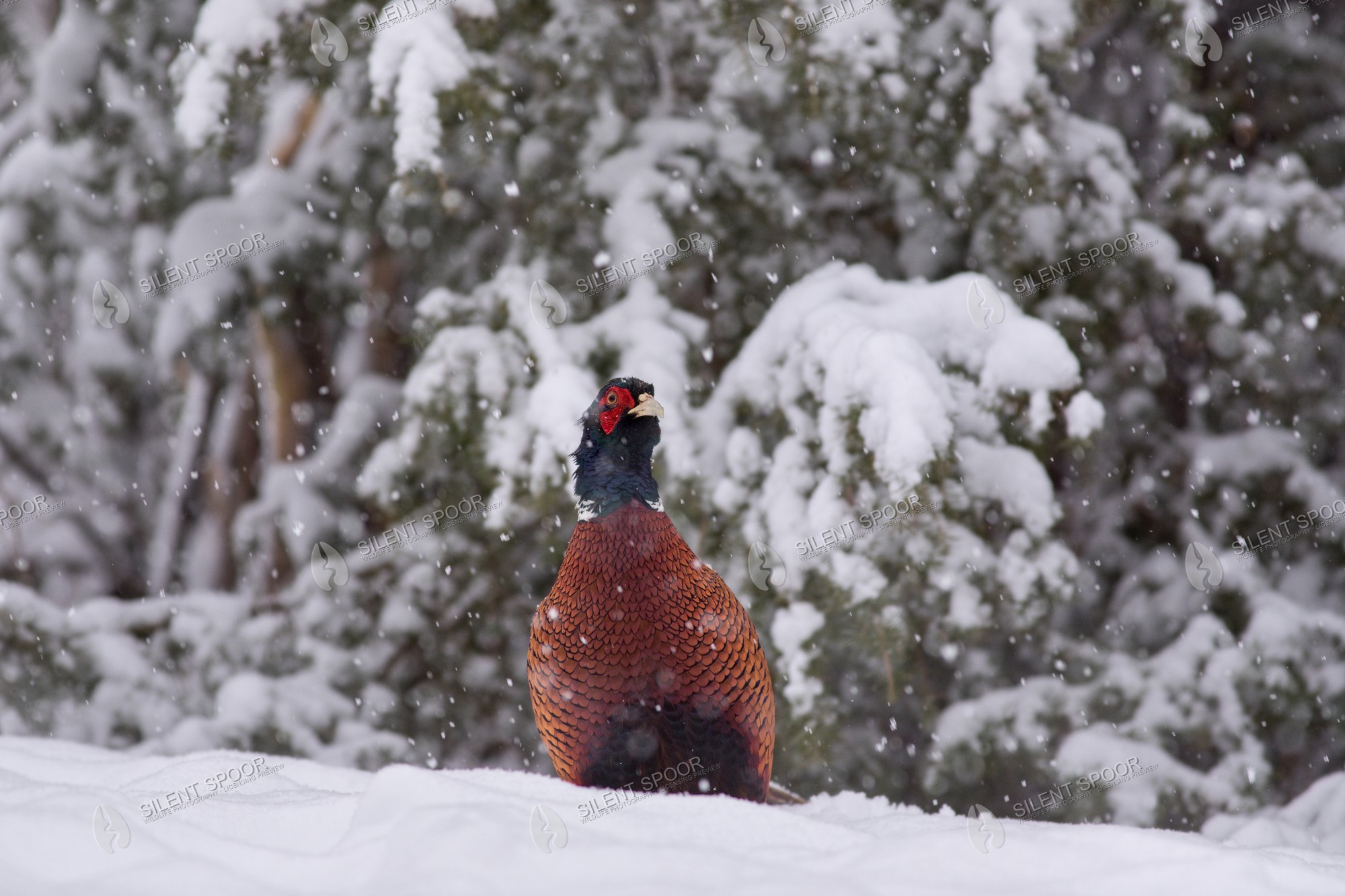 Common Pheasant Phasianus colchicus wildlife photograph in Slovakia