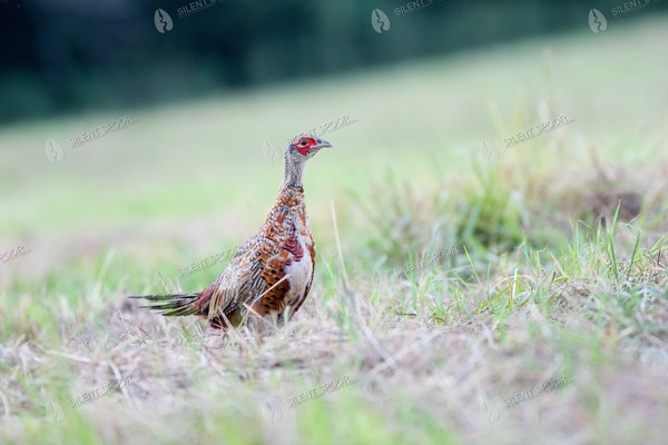 Juvenile Common Pheasant in Summer Grass