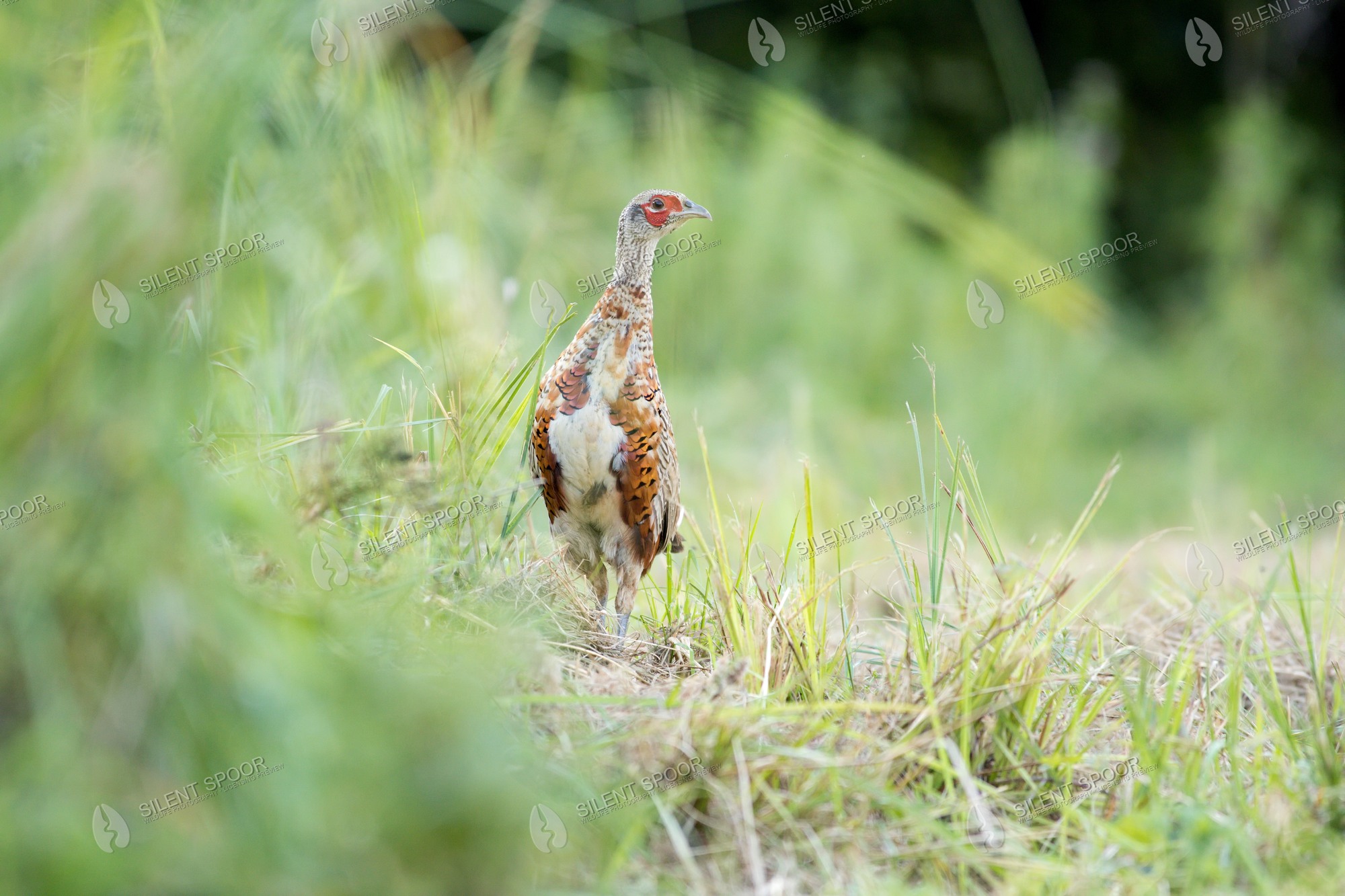 Common Pheasant Phasianus colchicus wildlife photograph in Slovakia