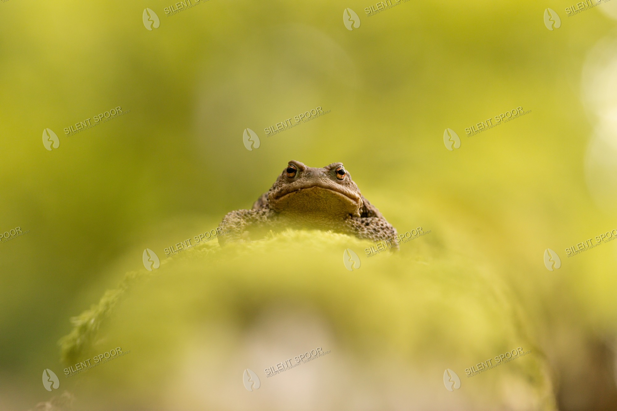 Common Toad Bufo bufo wildlife photograph in Slovakia
