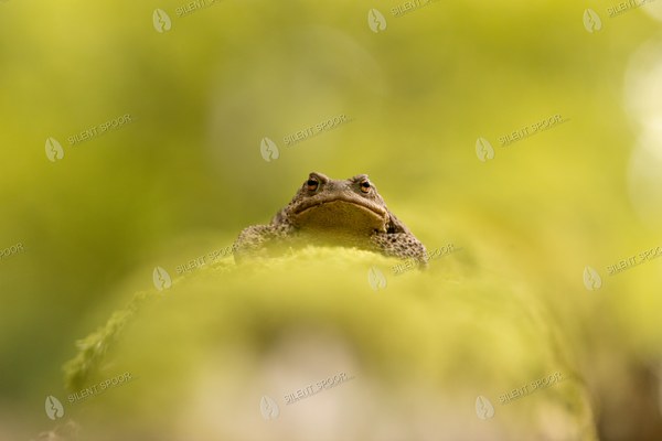 Common Toad Emerging from Moss