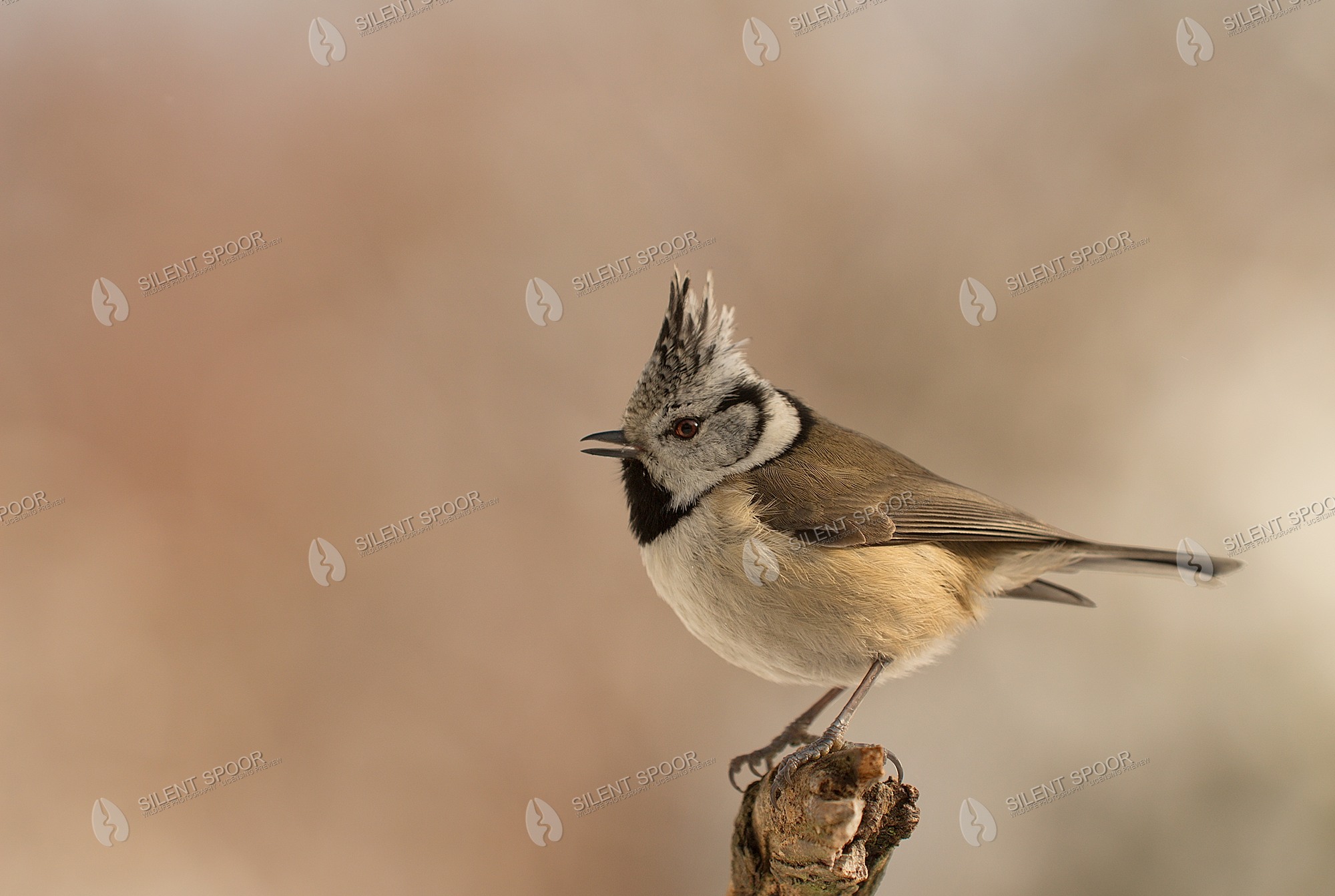 Crested Tit Lophophanes cristatus wildlife photograph in Slovakia