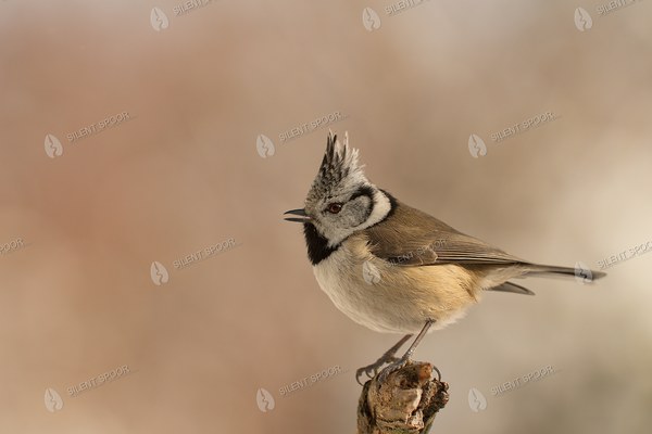 Crested Tit with Raised Crest on a Winter Perch