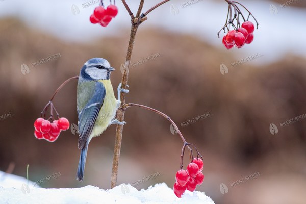 Eurasian Blue Tit Perched Among Red Berries in Winter
