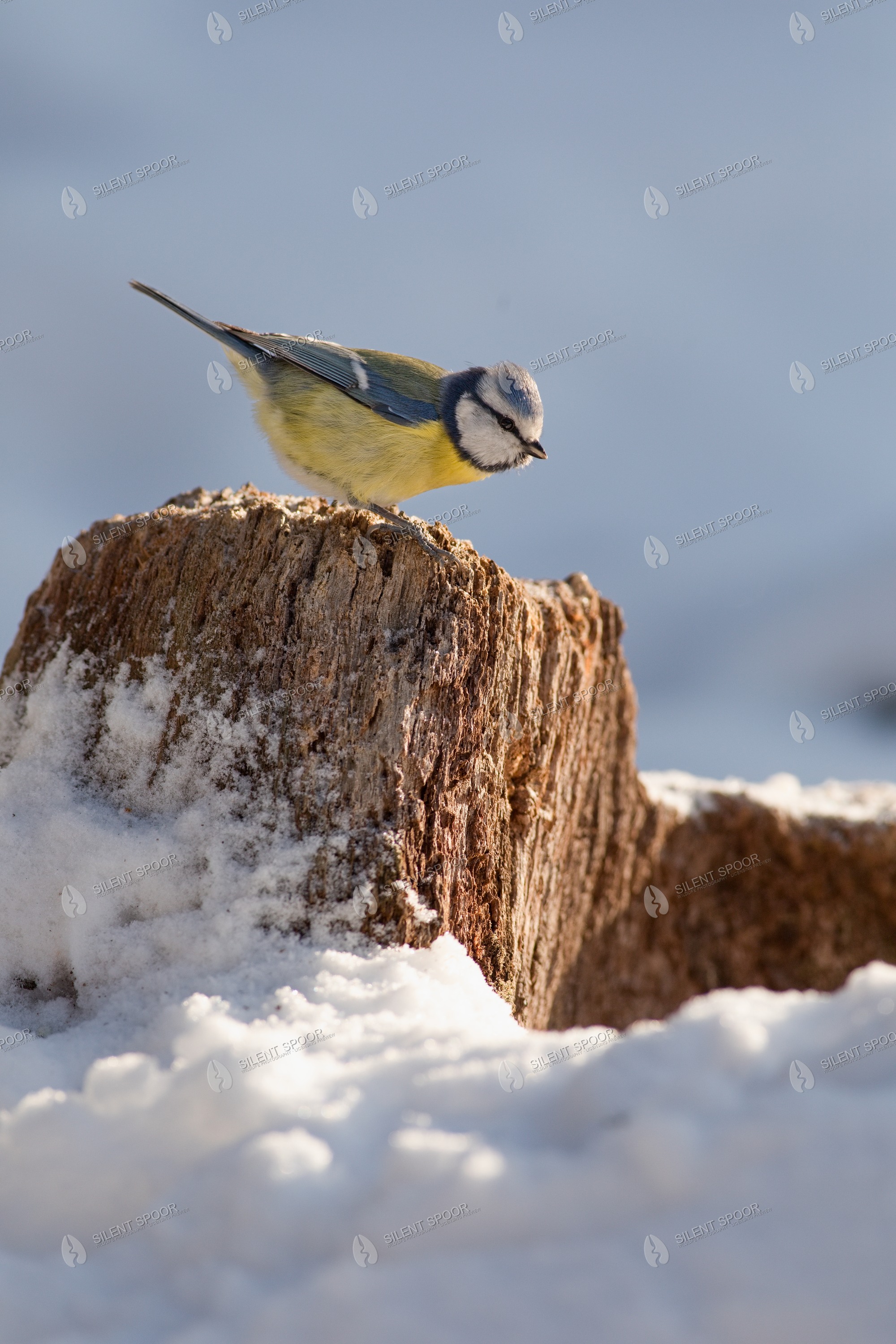Eurasian Blue Tit Cyanistes caeruleus wildlife photograph in Slovakia