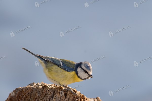 Eurasian Blue Tit Perched on Snow-Covered Tree Stump